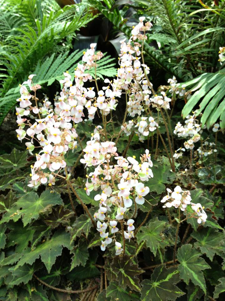 B. ‘Rayon-Vert’